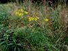 Filename=136_47_15ba_grint_rukvicni_Senecio_erucifolius_IMG_3185a.jpg
Filesize=360KB
Dimensions=900x675
Date added=Mar 30, 2021 136_47_15ba_grint_rukvicni_Senecio_erucifolius_IMG_3185a.jpg