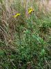 Filename=136_47_15bc_grint_rukvicni_Senecio_erucifolius_IMG_3188a.jpg
Filesize=446KB
Dimensions=675x900
Date added=Mar 30, 2021 136_47_15bc_grint_rukvicni_Senecio_erucifolius_IMG_3188a.jpg