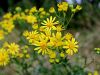 Filename=136_47_15bd_grint_rukvicni_Senecio_erucifolius_IMG_3186a.jpg
Filesize=218KB
Dimensions=900x675
Date added=Mar 30, 2021 136_47_15bd_grint_rukvicni_Senecio_erucifolius_IMG_3186a.jpg