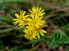 Filename=136_47_15be_grint_rukvicni_Senecio_erucifolius_IMG_3189a.jpg
Filesize=189KB
Dimensions=900x675
Date added=Mar 30, 2021 136_47_15be_grint_rukvicni_Senecio_erucifolius_IMG_3189a.jpg