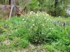Filename=136_47_20ba_grint_navadni_Senecio_vulgaris_2015-04-24_IMG_0193.jpg
Filesize=336KB
Dimensions=900x675
Date added=Jun 05, 2015 136_47_20ba_grint_navadni_Senecio_vulgaris_2015-04-24_IMG_0193.jpg
