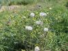 Filename=136_47_20bb_grint_navadni_Senecio_vulgaris_2015-04-23_IMG_0189.jpg
Filesize=313KB
Dimensions=900x675
Date added=Jun 05, 2015 136_47_20bb_grint_navadni_Senecio_vulgaris_2015-04-23_IMG_0189.jpg