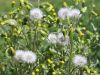 Filename=136_47_20bc_grint_navadni_Senecio_vulgaris_2015-04-23_IMG_0190.jpg
Filesize=217KB
Dimensions=900x675
Date added=Jun 05, 2015 136_47_20bc_grint_navadni_Senecio_vulgaris_2015-04-23_IMG_0190.jpg