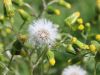 Filename=136_47_20bd_grint_navadni_Senecio_vulgaris_2015-04-23_IMG_0191.jpg
Filesize=163KB
Dimensions=900x675
Date added=Jun 05, 2015 136_47_20bd_grint_navadni_Senecio_vulgaris_2015-04-23_IMG_0191.jpg