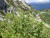 Filename=136_56_06cb_bodak_okrinkani_Carduus_personata_IMG_7055a.jpg
Filesize=356KB
Dimensions=900x675
Date added=Jul 29, 2018 136_56_06cb_bodak_okrinkani_Carduus_personata_IMG_7055a.jpg