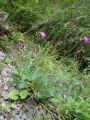 136_56_09bb_Bodak_debelolistni_Cardus_crassifolius_DSC07370.jpg