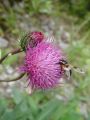136_56_09bc_Bodak_debelolistni_Cardus_crassifolius_DSC07371.jpg