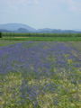136_63_24ba_modri_glavinec,_plavica_Centaurea_cyanus_DSC00504.jpg