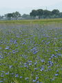 136_63_24bb_modri_glavinec,_plavicaCentaurea_cyanus_DSC00276.jpg