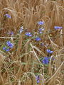 136_63_24bc_modri_glavinec,_plavica_Centaurea_cyanus_DSC00471.jpg