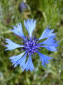 136_63_24bd_modri_glavinec,_plavica_Centaurea_cyanus_DSC00795.jpg