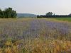 136_63_24be_glavinec_modri,_plavica_Centaurea_cyanus_IMG_6381a.jpg
