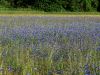136_63_24bf_glavinec_modri,_plavica_Centaurea_cyanus_IMG_6385a.jpg