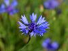 136_63_24bg_glavinec_modri,_plavica_Centaurea_cyanus_IMG_6386a.jpg