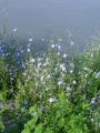 137_02_01aa_Potrosnik_navadni_Cichorium_intybus_DSC03724.jpg