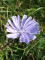 137_02_01ac_potrosnik_2010_08210012.JPG