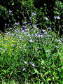 137_02_01ba_potrosnik_navadni_2009_07270001.jpg