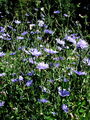 137_02_01bb_potrosnik_navadni_2009_07270003.jpg