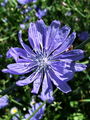 137_02_01bc_potrosnik_navadni_2009_07270002.jpg