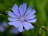 137_02_01be_potrosnik_navadni_Erithronium_dens-canis_IMG_2096a.jpg