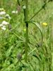 137_10_03bb_Skrka_navadna_Picris_hieracioides_DSC01875.JPG