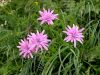 137_11_03cf_gadnjak_roznati_Scorzonera_rosea_IMG_7123a.jpg