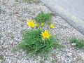 137_11_04ca_gadnjak_avstrijski_Scorzonera_austriaca_2014_04120053.jpg