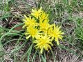 137_11_04cc_gadnjak_avstrijski_Scorzonera_austriaca_2014_04120023.jpg