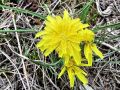 137_11_04cd_gadnjak_avstrijski_Scorzonera_austriaca_2014_04120020.jpg
