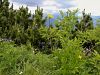 137_11_06cb_gadnjak_resasti_Scorzonera_aristata_IMG_7104a.jpg