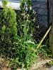 137_14_01ba_skrbinka_hrapava_Sonchus_asper_IMG_0624a.jpg
