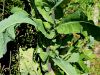 137_14_01bc_skrbinka_hrapava_Sonchus_asper_IMG_0630a.jpg