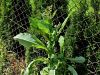 137_14_01bd_skrbinka_hrapava_Sonchus_asper_IMG_0628a.jpg