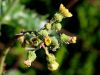 137_14_01be_skrbinka_hrapava_Sonchus_asper_IMG_0623a.jpg