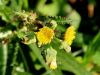 137_14_01bf_skrbinka_hrapava_Sonchus_asper_IMG_0622ab.jpg