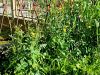 137_14_02ba_skrbinka_navadna_Sonchus_oleraceus_IMG_0759a.jpg