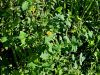 137_14_02bc_skrbinka_navadna_Sonchus_oleraceus_IMG_0668a.jpg