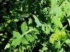 137_14_02bd_skrbinka_navadna_Sonchus_oleraceus_IMG_0761a.jpg