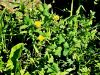 137_14_02be_skrbinka_navadna_Sonchus_oleraceus_IMG_0658a.jpg
