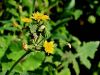 137_14_02bf_skrbinka_navadna_Sonchus_oleraceus_IMG_0661a.jpg