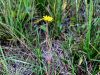 137_14_03cb_skrbinka_obmorska_Sonchus_maritimus_IMG_3228a.jpg