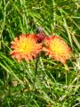 137_25_09bc_skrzolica_oranzna_Hieracium_aurantiacum_2009_07170031.jpg
