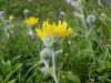 137_25_21cc_skrzolica_kosmata_Hieracium_villosum_IMG_7075a.jpg