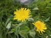 137_25_21cd_skrzolica_kosmata_Hieracium_villosum_IMG_7072a.jpg