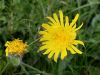 137_25_21ce_skrzolica_kosmata_Hieracium_villosum_IMG_7073a.jpg