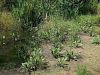 139_01_01ba_Porecnik_trpotcasti_Alisma_plantago-aquatica_2010_08240022aa.jpg