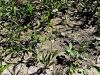 139_01_03ba_porecnik_sulicastolistni_Alisma_lanceolatum_IMG_7945a.jpg