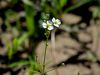 139_01_03bb_porecnik_sulicastolistni_Alisma_lanceolatum_IMG_7946a.jpg
