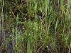 139_03_01ca_zabarka_zlaticnata_Baldellia_ranunculoides_IMG_2281a.jpg