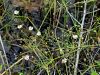139_03_01cb_zabarka_zlaticnata_Baldellia_ranunculoides_IMG_2280a.jpg